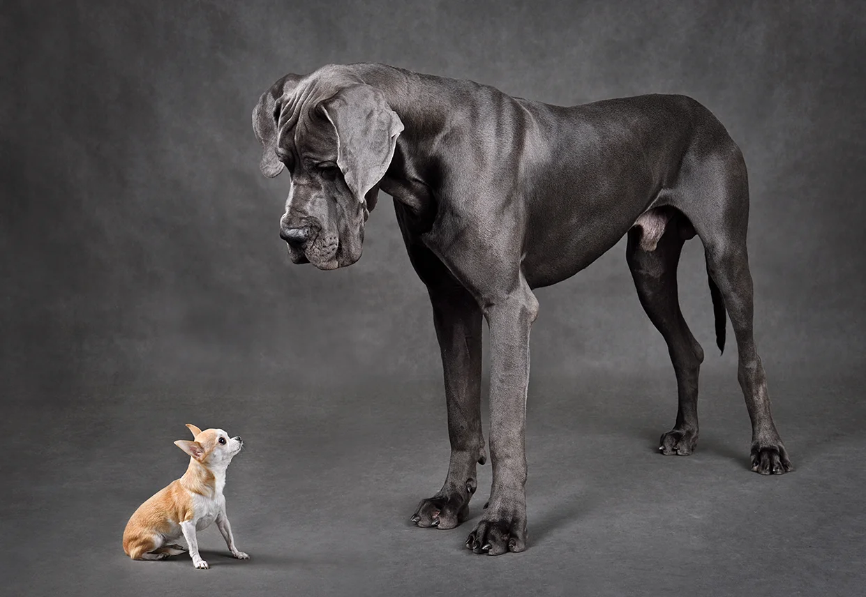 A small dog and a large dog.